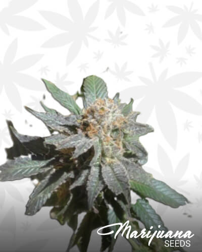 Pauls Purple Fire