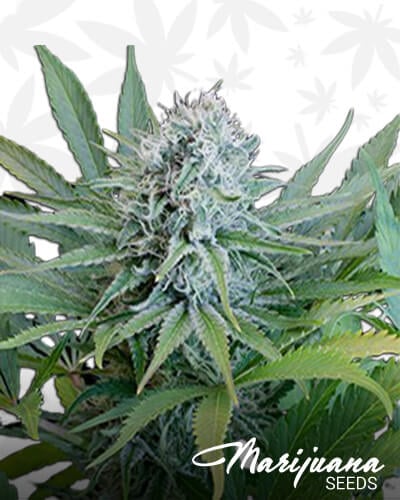 Peach Purée CBD