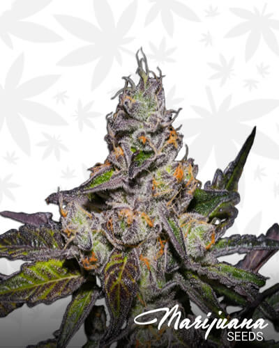 Peanut Butter Breath
