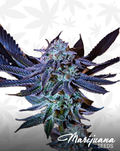 Peanutbutter Grape Pie