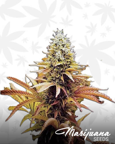 Pele Fire OG