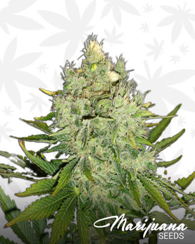 Pepper Jack Haze
