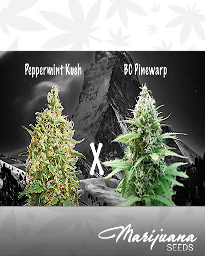 Peppermint Pinewarp
