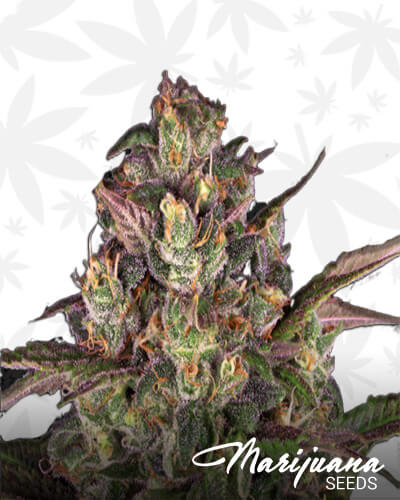 Peyote Critical