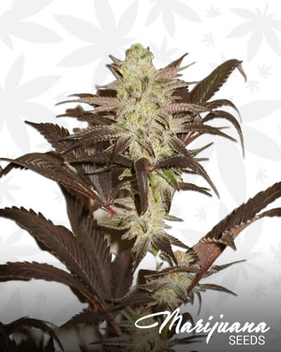 Peyote Kush