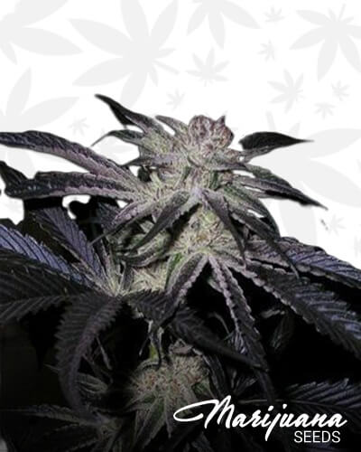 Peyote Purple