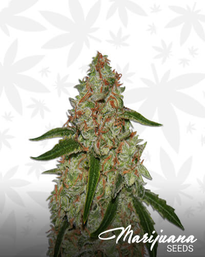 Phantom Kush