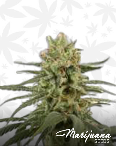 Phantom Skunk