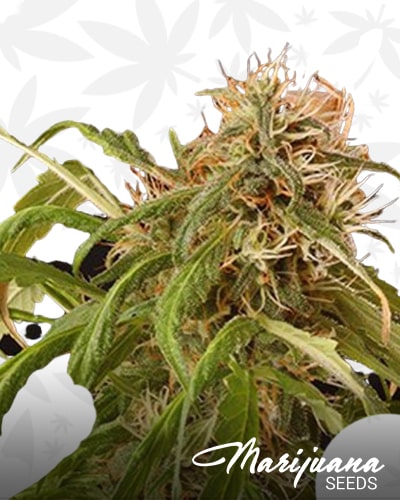 Piaya Haze CBD min