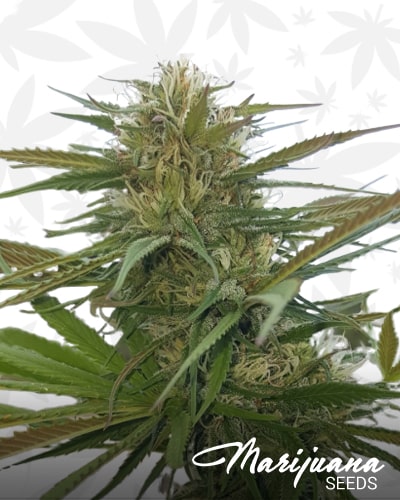 Piensa En Black Domina Auto min 1