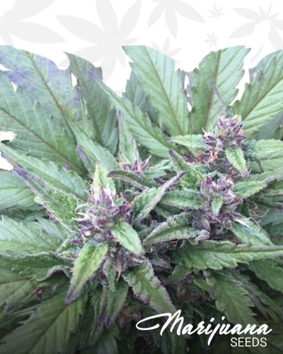 Piensa En Blueberry Auto min