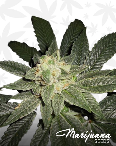 Piensa En Candy Kush min
