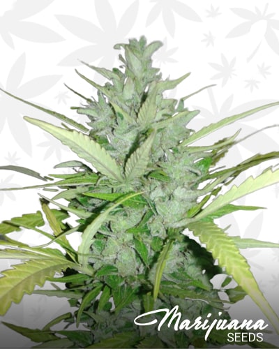 Piensa En Cheese Auto min