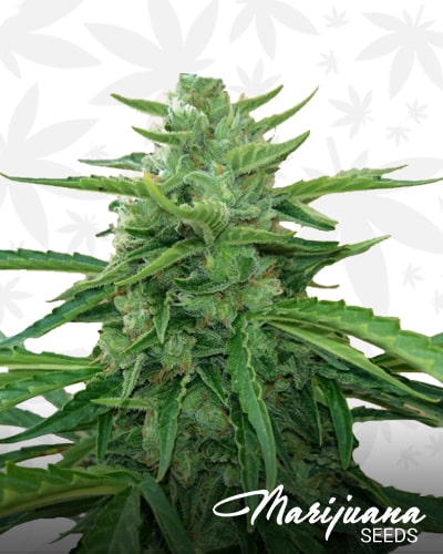 Piensa En Northern Light Auto min