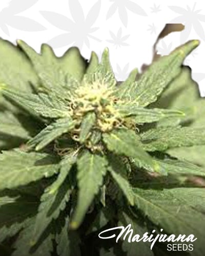 Piensa en Amnesia Auto min