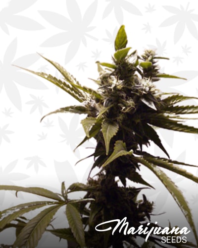 Piensa en Amnesia Haze min
