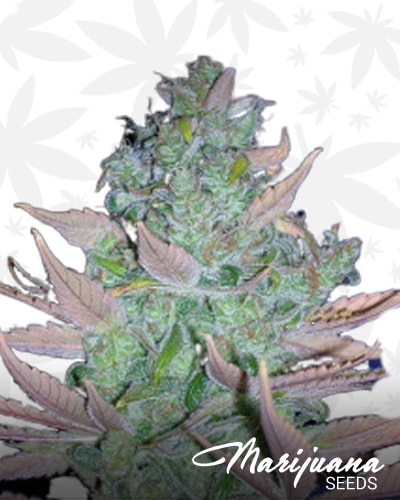 Piensa en Blue Moonshine min