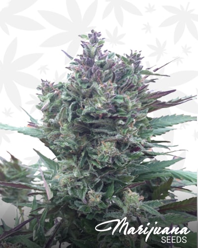 Piensa en Blueberry min