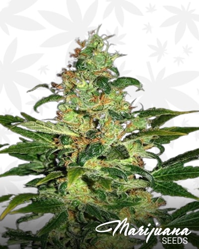 Piensa en Chronic min