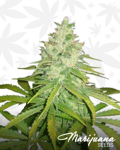 Piensa en Great White Shark min