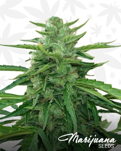 Piensa en Jack Herer Auto min