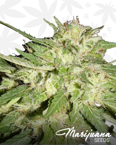 Piensa en Northern Lights X Big Bud Auto min