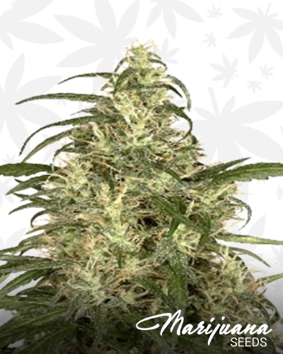Piensa en Skunk min 1