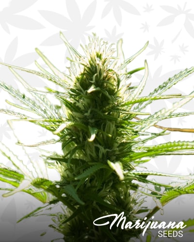 Piensa en Super Skunk min