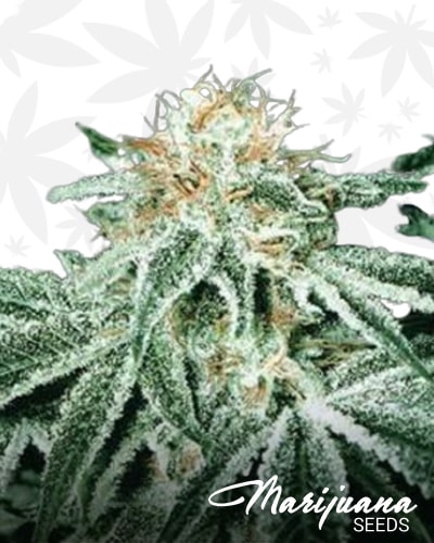 Piensa en White Widow auto min