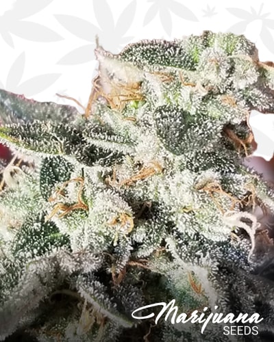 PineFire OG min