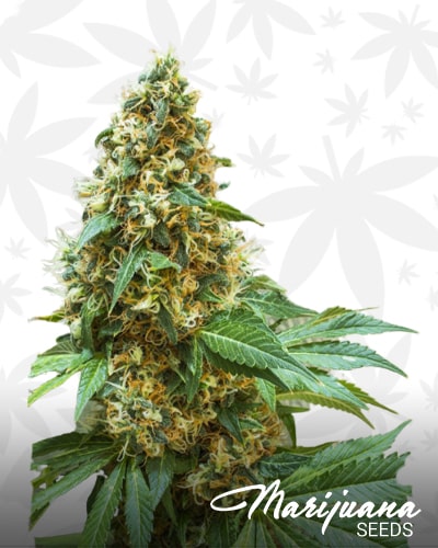 PineQueen Haze 14 min 1