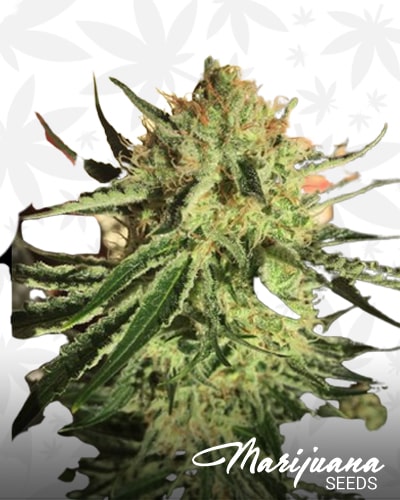 PineTar Skunk min