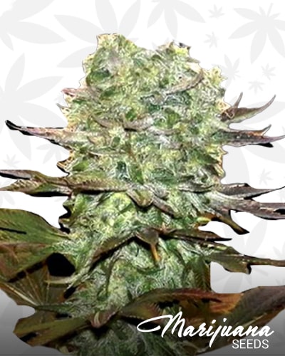 Pineaple Perfect min