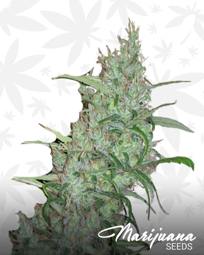 Pineapple Banana Bud min 1
