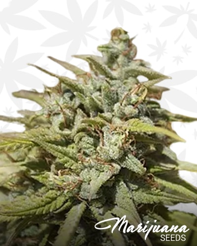 Pineapple Cheese min