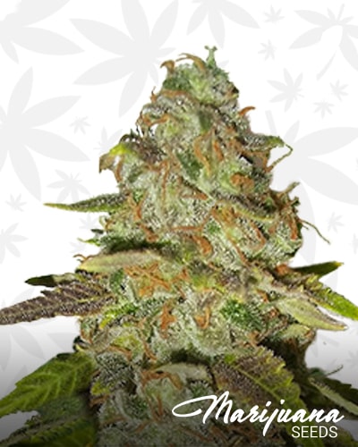 Pineapple Chunk min