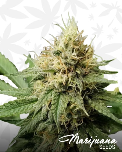 Pineapple Crack min 1