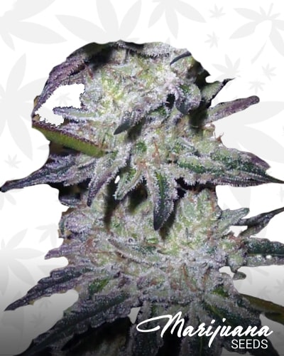 Pineapple Cream Cookies min 1