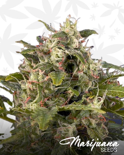 Pineapple Express Auto min