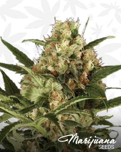 Pineapple Punch Automatic min