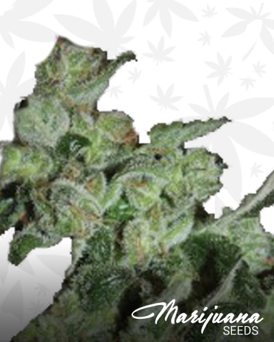 Pineapple Sativa min 1