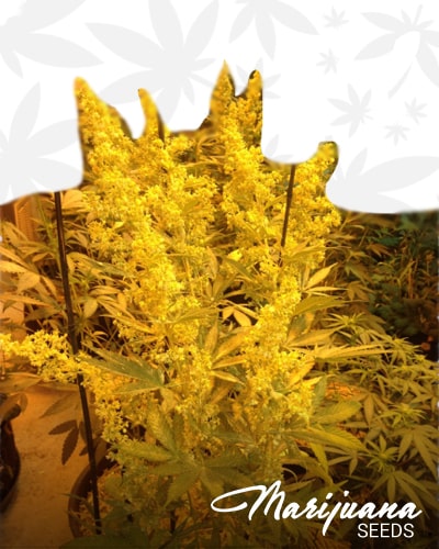 Pinesoul OG x Monster Cookies min