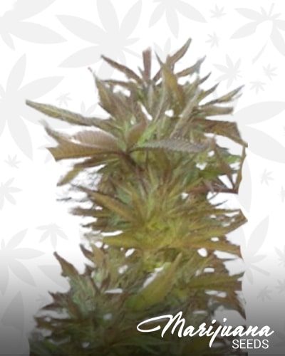 Pink Candy Kush min