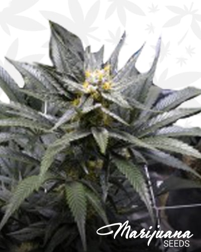 Pink Chem 91 min 1