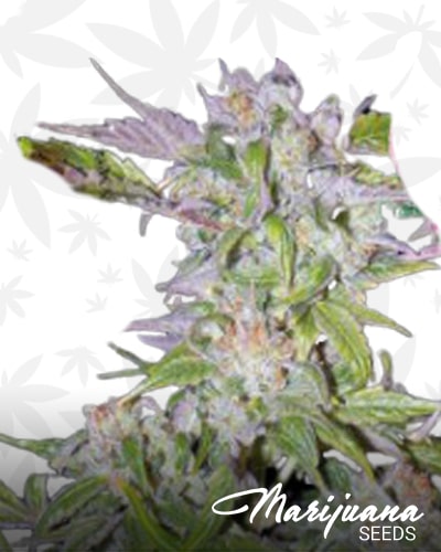 Pink Diesel Amnesia min