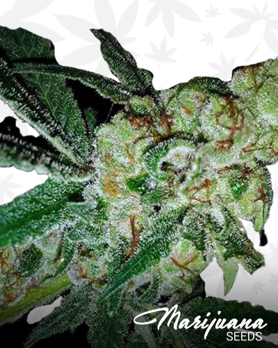 Pink Gorilla