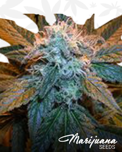Pink Kush 1.1 min