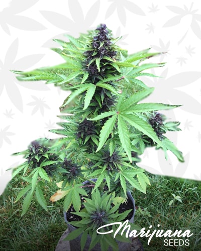 Pink Kush CBD Auto min