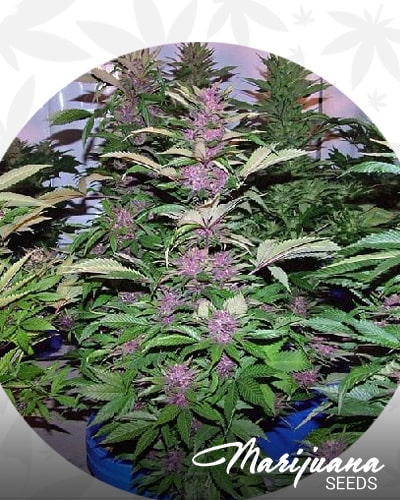 Pink Mars OG min 2