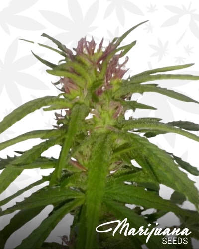Pink Rosenthal Super Bud min 1